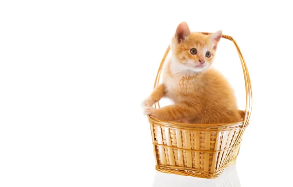 Cat, look, pose, kitty, legs, red, white background, face