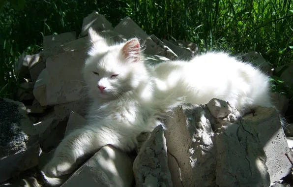 White, grass, cat, bricks, Sunny