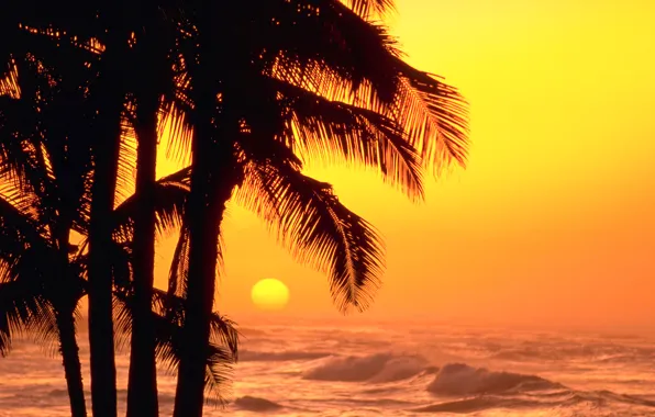 Picture sea, wave, the sky, the sun, sunset, palm trees, silhouette