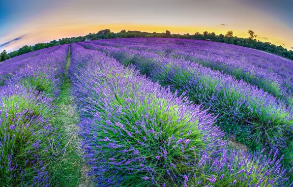 The sky, trees, flowers, the evening, lavender, plantation