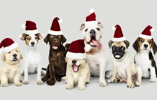 Language, dogs, look, puppies, Christmas, mouth, pug, puppy