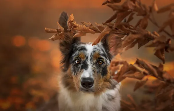 Autumn, look, face, leaves, close-up, branches, nature, background
