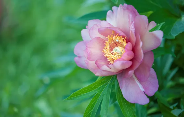 Picture macro, pink, peonies