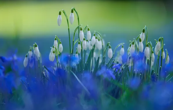 Picture blue, blur, spring, snowdrops, white, a lot, bokeh, Scilla
