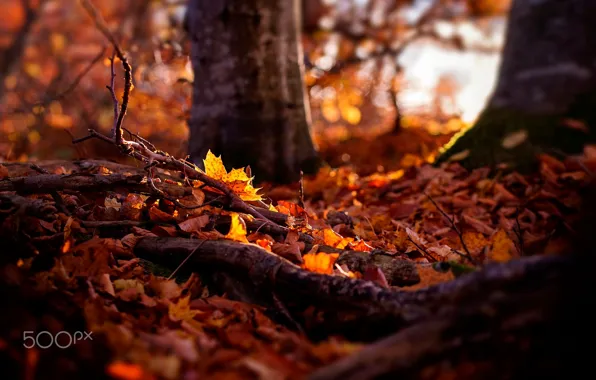 Autumn, forest, nature, foliage