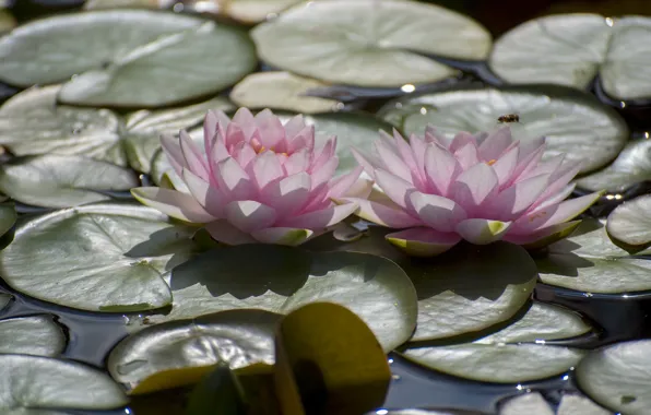 Leaves, pink, pair, Nymphaeum