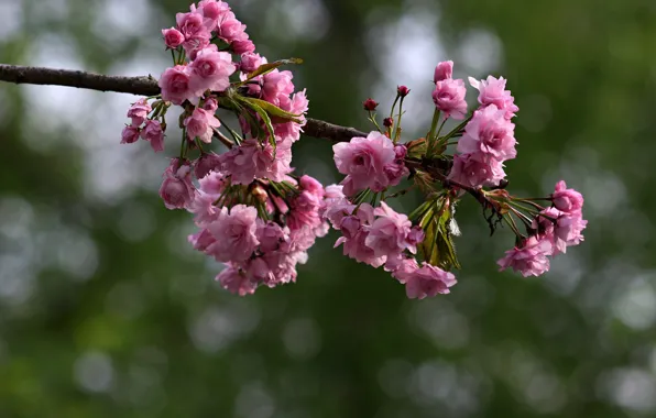 Sakura, flowering in the spring, blur bokeh