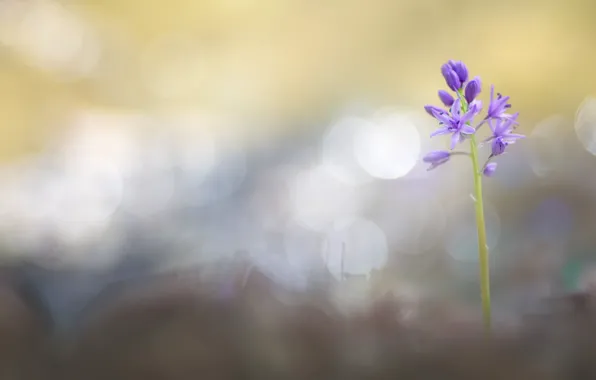 Picture flower, nature, background