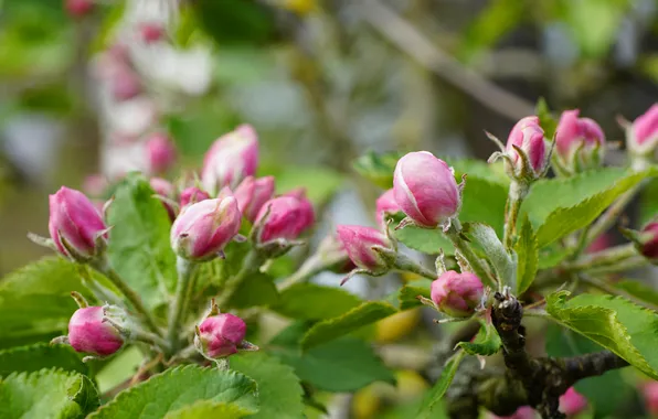 Leaves, flowers, branches, spring, pink, Apple, buds, flowering