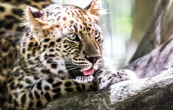 Look, leopard, beast