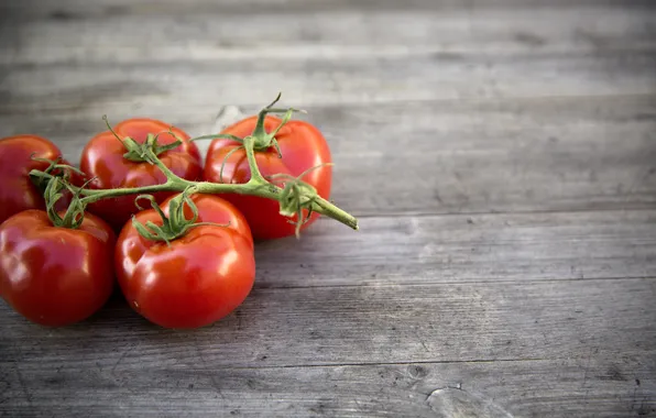 Brush, tomatoes, photo, photographer, tomato, markus spiske