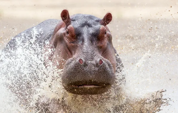 Picture Safari, Zambia Wildlife, Charging Hippo