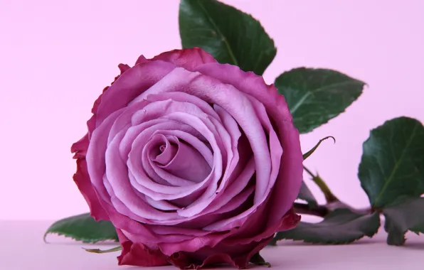 Flower, purple, rose, rose, flower, purple, violet