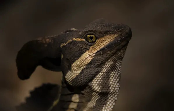 Nature, lizard, Basilisk, Jezus Christ Lizard, Basiliscus basiliscus
