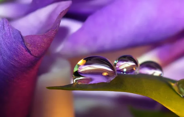Picture leaves, lilac, Drop