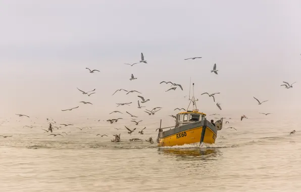 Picture sea, fog, bird, ship
