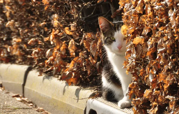 Picture autumn, cat, look, the bushes, cat, dried leaves