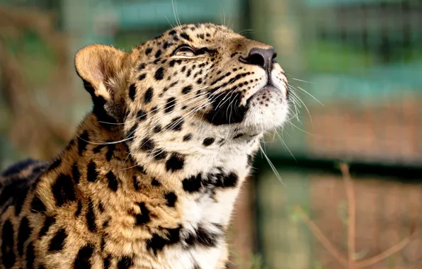Leopard, head, daydreaming
