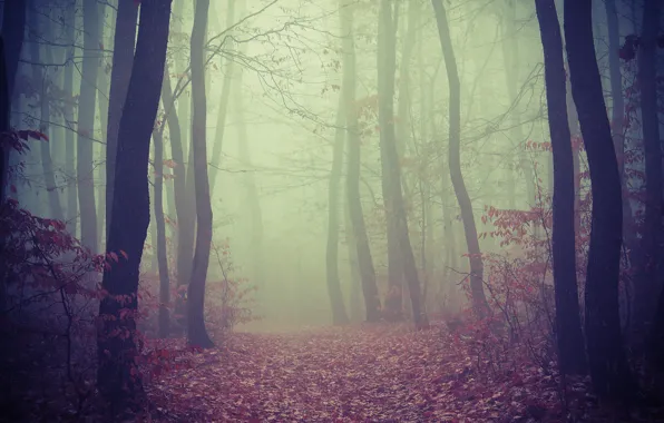 Picture road, forest, trees, fog, foliage