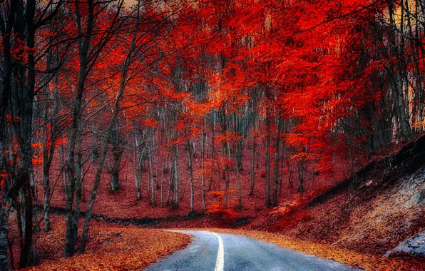 Road, autumn, forest, leaves, trees, the crimson