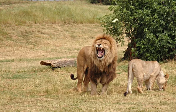 Cats, Wallpaper, king, Leo, lioness, wallpapers, screaming