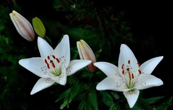 Picture macro, nature, Lily, petals