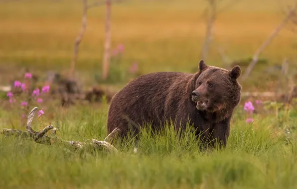 Picture grass, look, trees, flowers, nature, pose, glade, bear