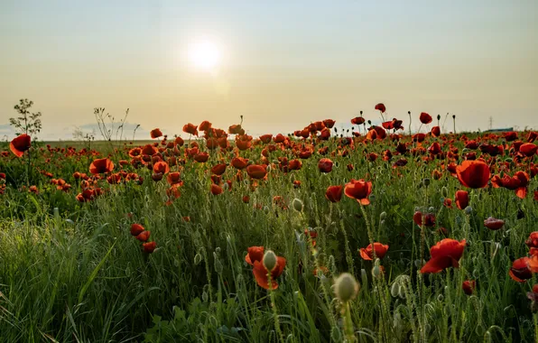 Greens, field, summer, the sky, the sun, landscape, flowers, nature