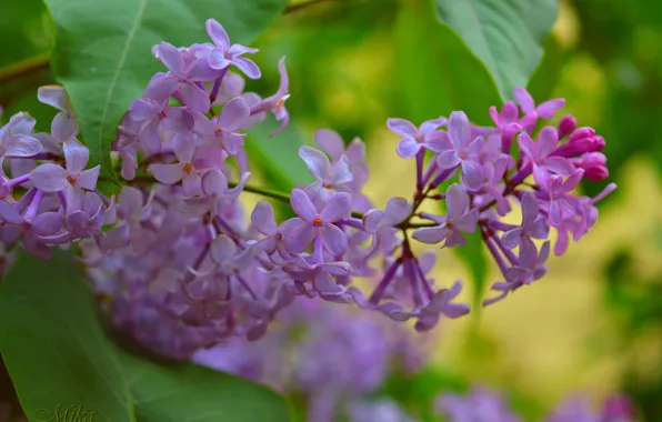 Spring, Purple flowers, Purple flowers