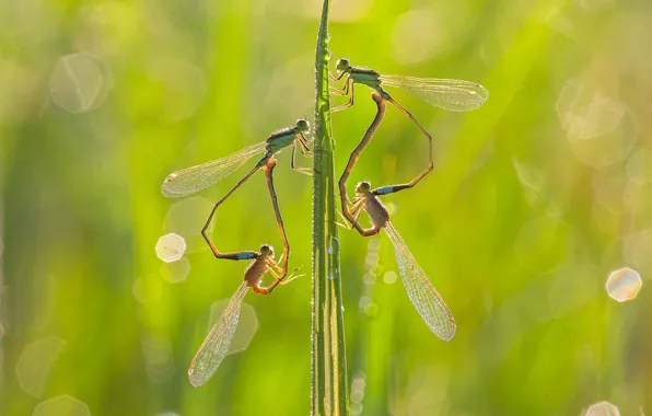 Drops, macro, light, Rosa, dragonfly, a blade of grass, bokeh, dragonflies