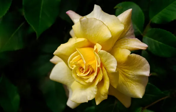 Flower, macro, the dark background, rose, yellow