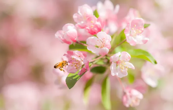 Picture macro, cherry, bee, flowering, flowers, bokeh