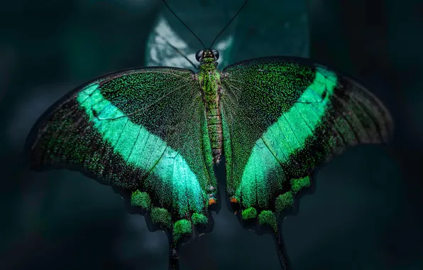 Leaves, the dark background, microsemi, wings, Butterfly, insect, beautiful, closeup