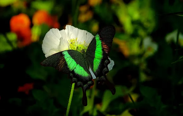 Flower, macro, wings, Butterfly, beautiful, closeup
