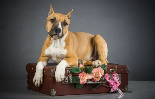 Each, dog, suitcase, dog