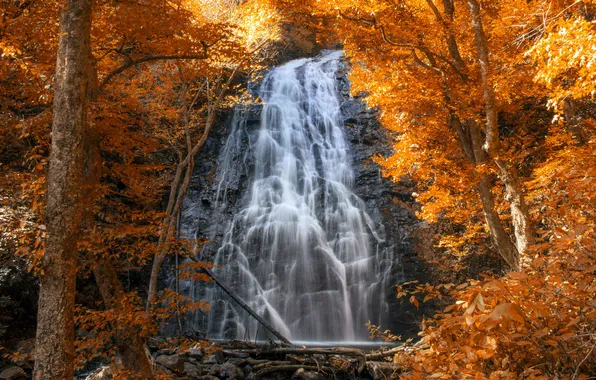 Autumn, trees, nature, waterfall