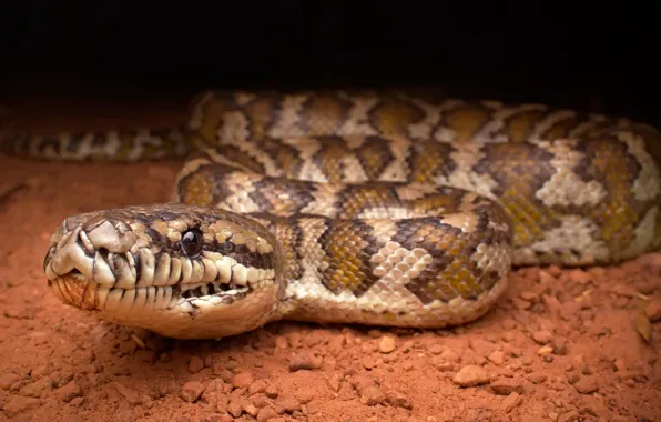 Snake, Morelia spilota variegata, Darwin Carpet Python