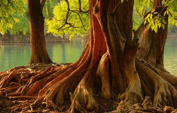 Picture trees, roots, pond