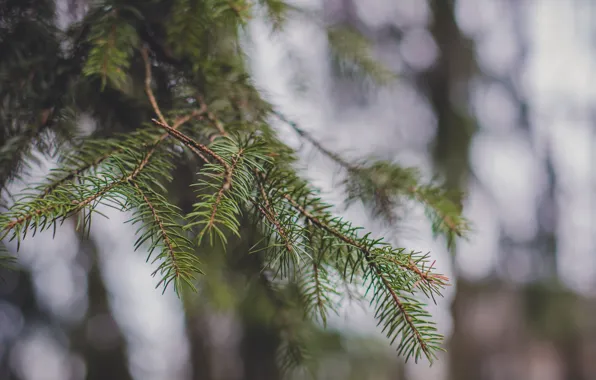 Picture forest, macro, tree, spruce, spring, barb, bokeh, pine