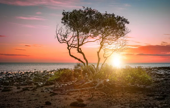 Sea, the sky, the sun, clouds, light, branches, roots, stones