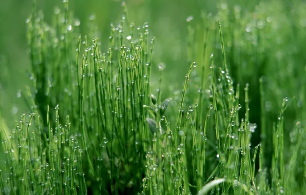 Picture grass, drops, green