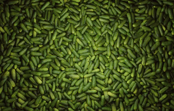 Cucumbers, Crispy element, Pimply