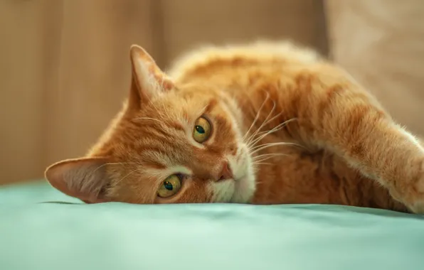 Cat, cat, look, face, background, stay, portrait, paws