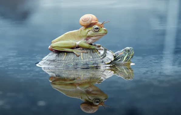 Look, water, reflection, background, together, clam, frog, turtle