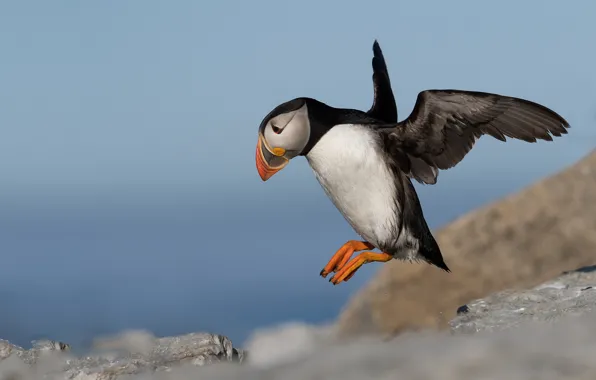 The sky, flight, rock, bird, wings, stalled, stroke