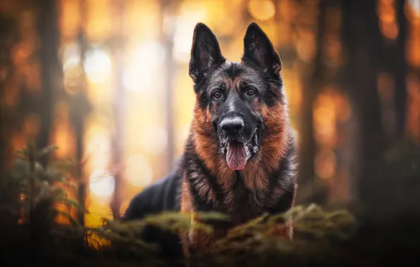 Picture look, face, portrait, dog, bokeh, German shepherd