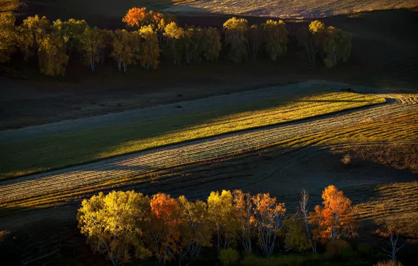 Picture field, autumn, trees