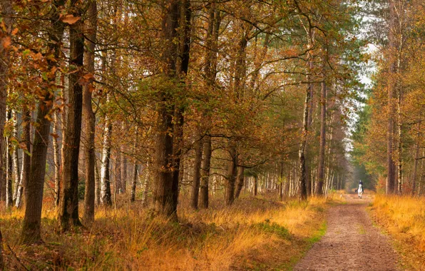 Road, autumn, forest, white, grass, leaves, trees, branches