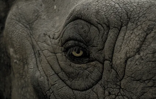 Picture rhino, eye, wrinkles