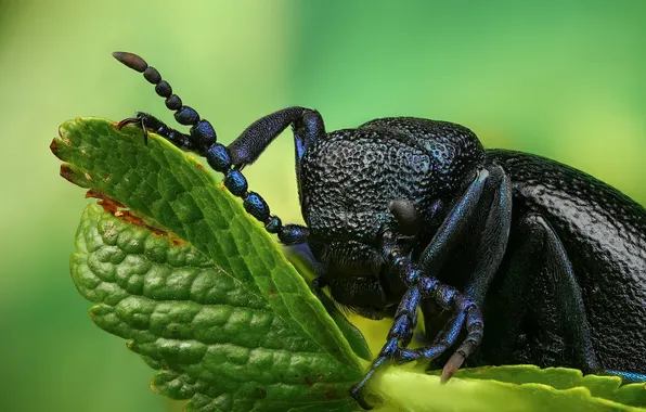 Sheet, Macro, Mike, Beetle, insect, Shapovalov Andrey